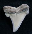 Beautiful Carcharocles Angustidens Tooth #4402-1